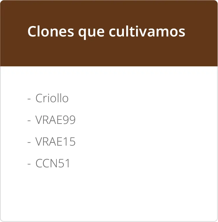 Clones de cacao